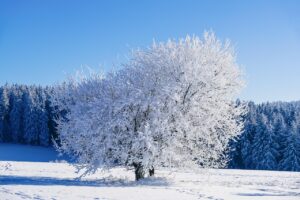 winter, tree, frost, snow, cold, winter landscape, nature, landscape, winter magic, winter, winter, winter, winter, winter, snow, snow, snow, snow, winter landscape, nature, nature, landscape